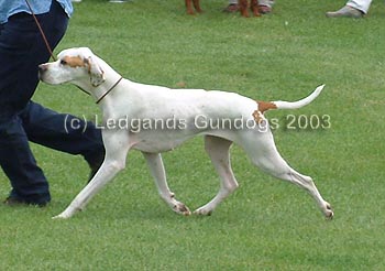 2nd Special Yearling Bitch